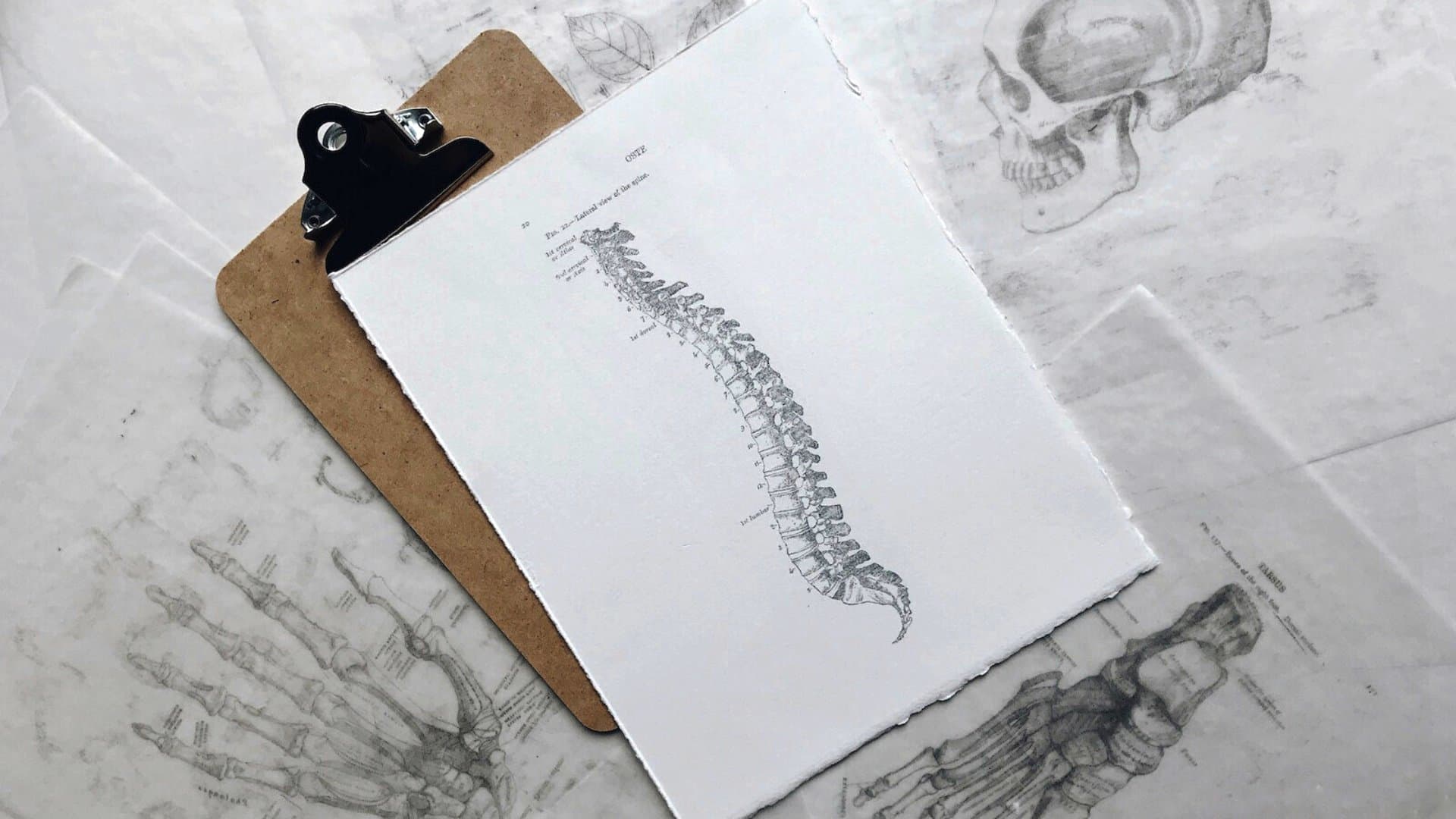 A clipboard holding a printed anatomy plate of the spine.