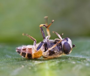 insecticides and childhood cancer