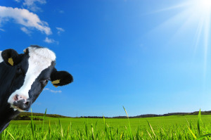 Dairy and brain health